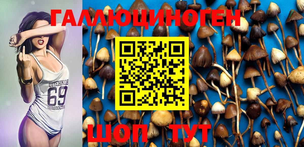 Галлюциногенные грибы Cubensis Малгобек
